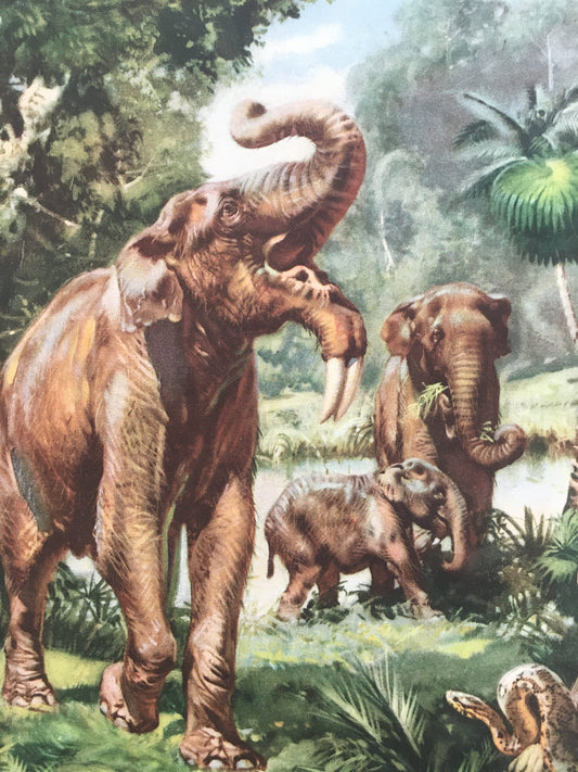 1960 DEINOTHERIUM Print - Prehistoric Animals Print - Paleoart - Cave Man Art - Extinct Elephant - 63 Years Old - 13.5 x 9.75 Inches