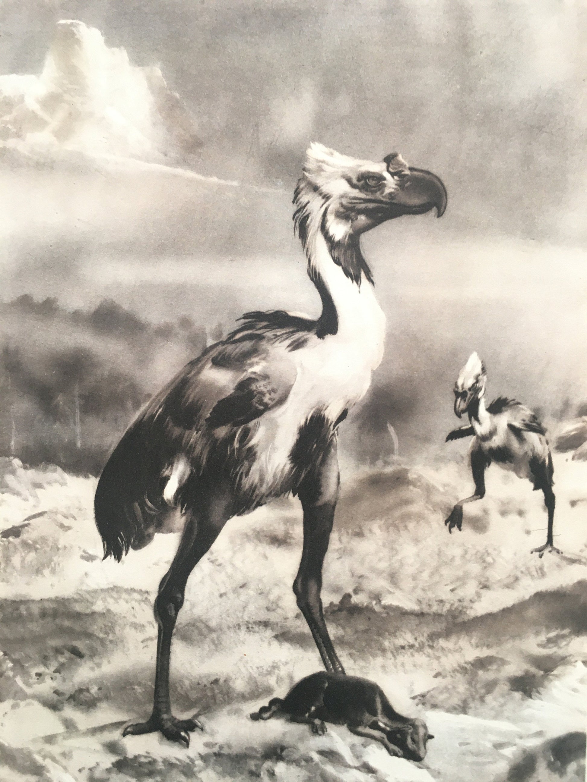 1960 PHORUSRHACOS Print - Prehistoric Animals Print - Paleoart - Paleontology Print - Extinct Bird Print - 63 Years Old - 13.5 x 9.75 Inches