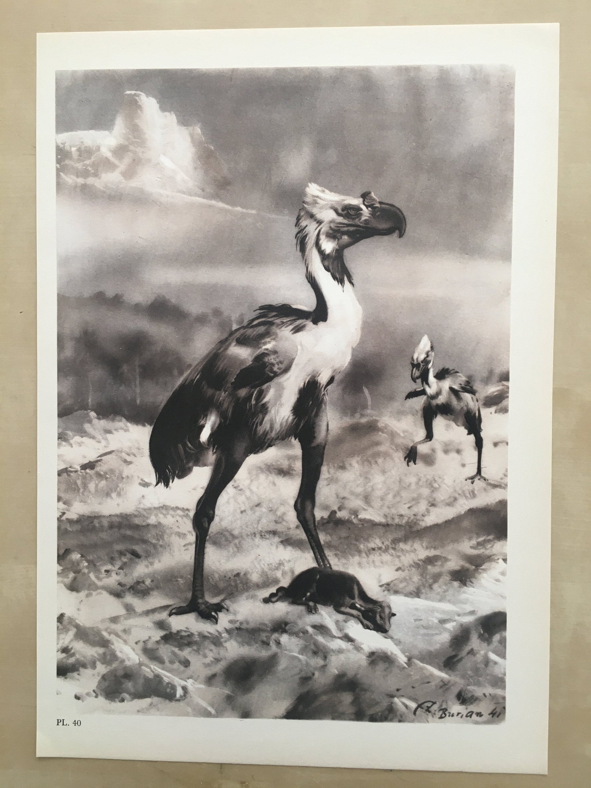 1960 PHORUSRHACOS Print - Prehistoric Animals Print - Paleoart - Paleontology Print - Extinct Bird Print - 63 Years Old - 13.5 x 9.75 Inches