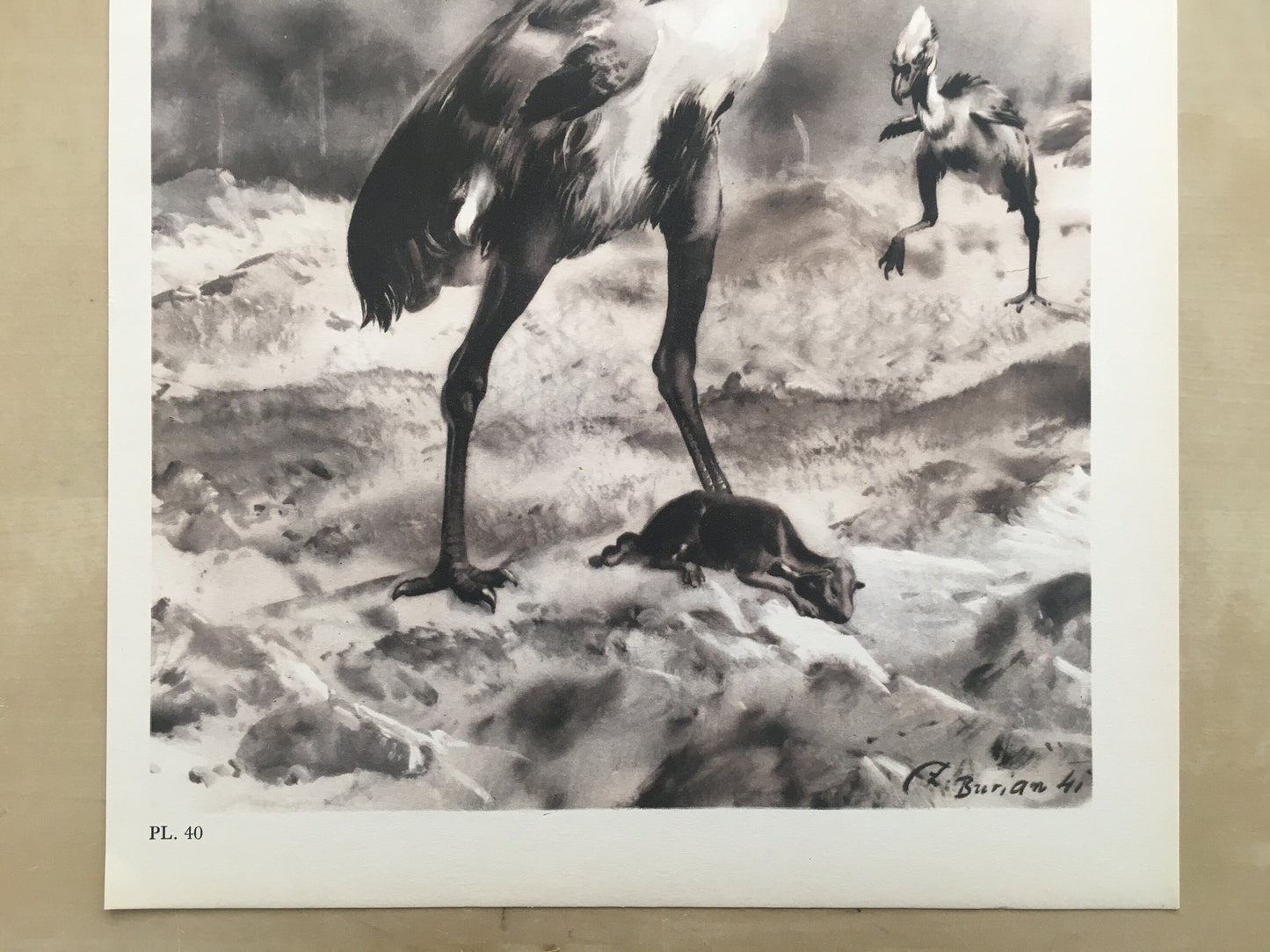 1960 PHORUSRHACOS Print - Prehistoric Animals Print - Paleoart - Paleontology Print - Extinct Bird Print - 63 Years Old - 13.5 x 9.75 Inches