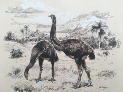 1960 GIANT MOA (DINORNIS) Print - Prehistoric Animals Print - Paleoart - Paleontology Print - Moa Bird - 63 Years Old - 13.5 x 9.75 Inches
