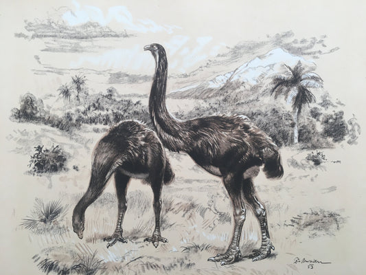 1960 GIANT MOA (DINORNIS) Print - Prehistoric Animals Print - Paleoart - Paleontology Print - Moa Bird - 63 Years Old - 13.5 x 9.75 Inches