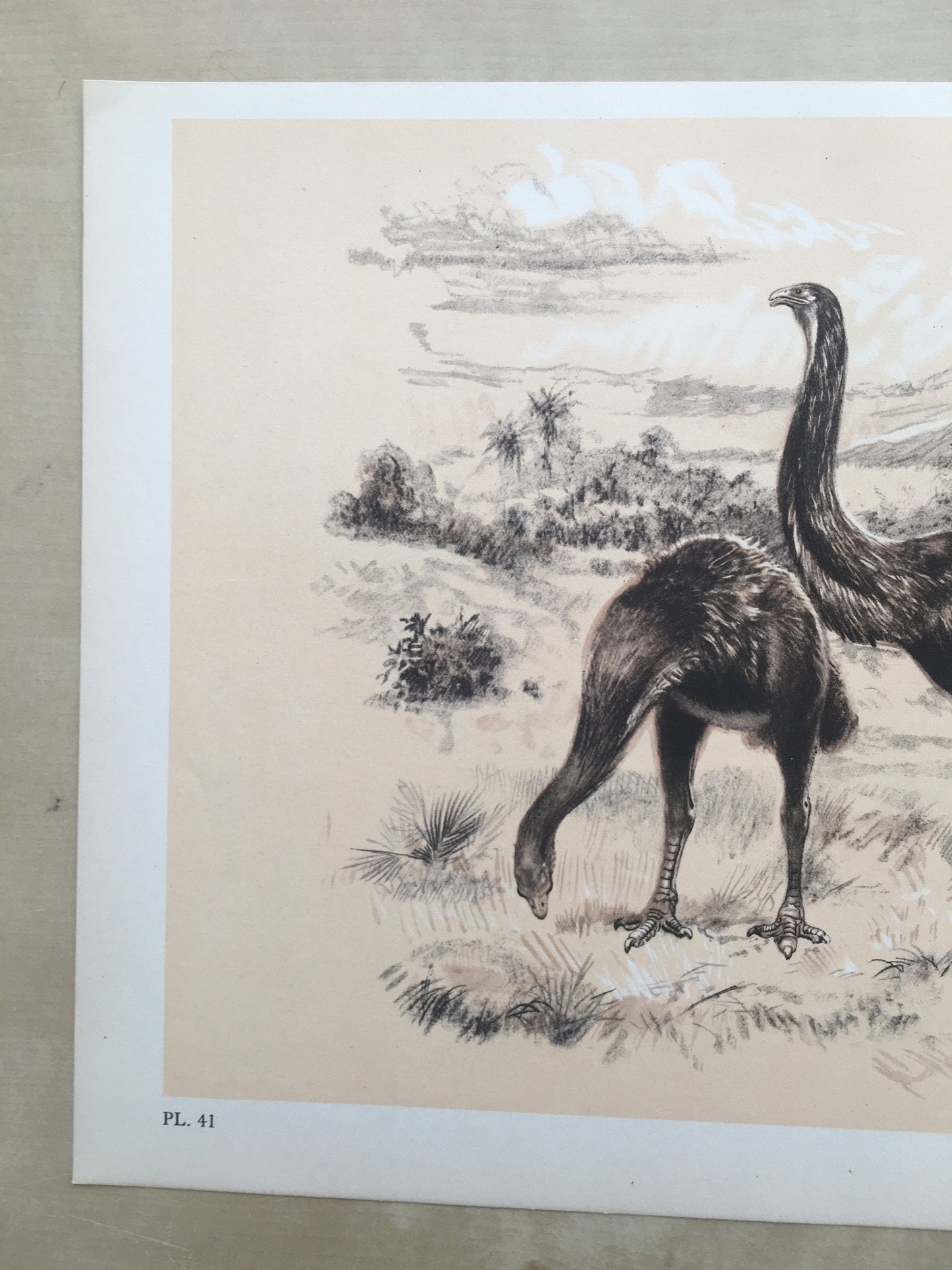 1960 GIANT MOA (DINORNIS) Print - Prehistoric Animals Print - Paleoart - Paleontology Print - Moa Bird - 63 Years Old - 13.5 x 9.75 Inches
