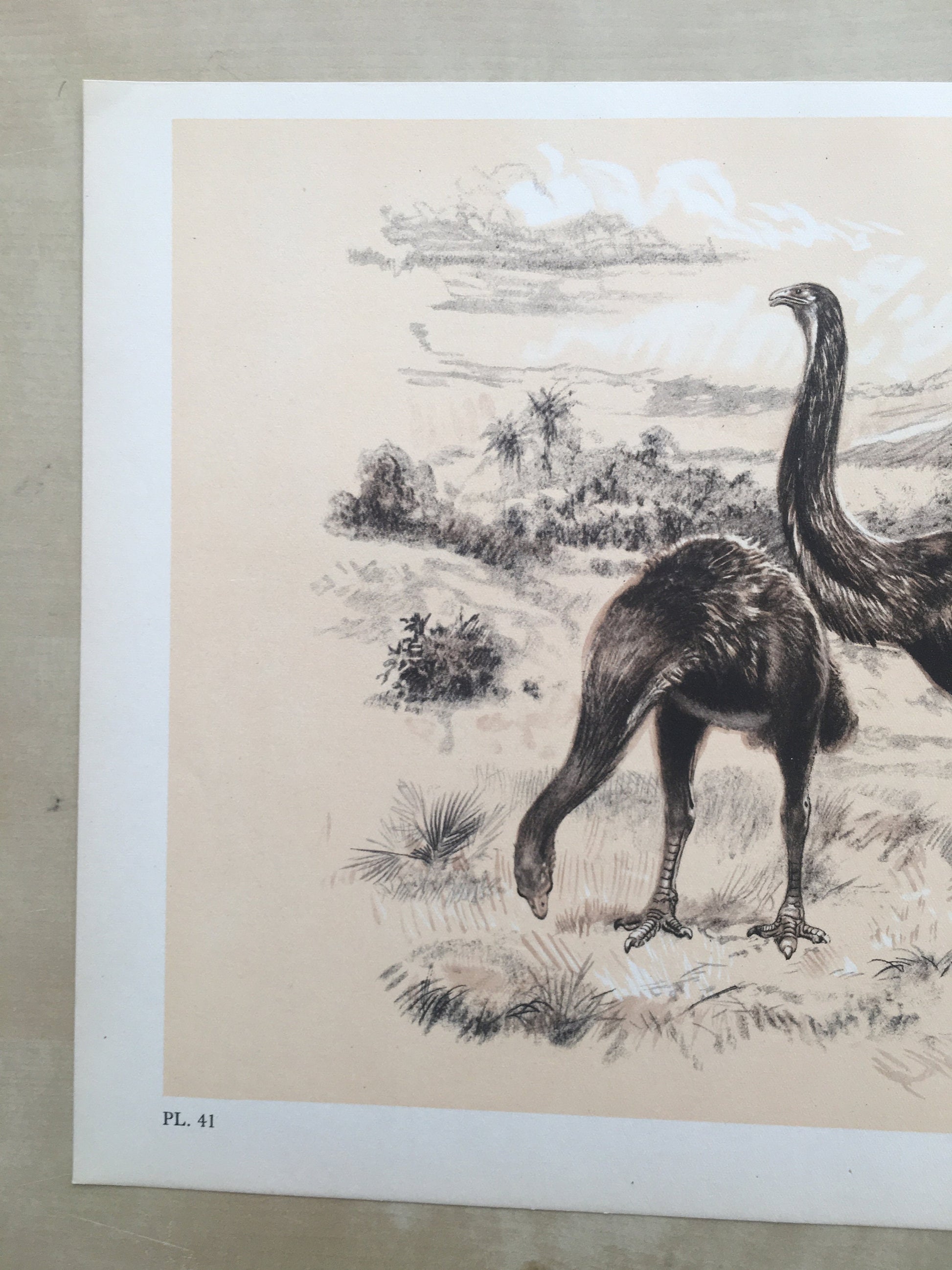 1960 GIANT MOA (DINORNIS) Print - Prehistoric Animals Print - Paleoart - Paleontology Print - Moa Bird - 63 Years Old - 13.5 x 9.75 Inches
