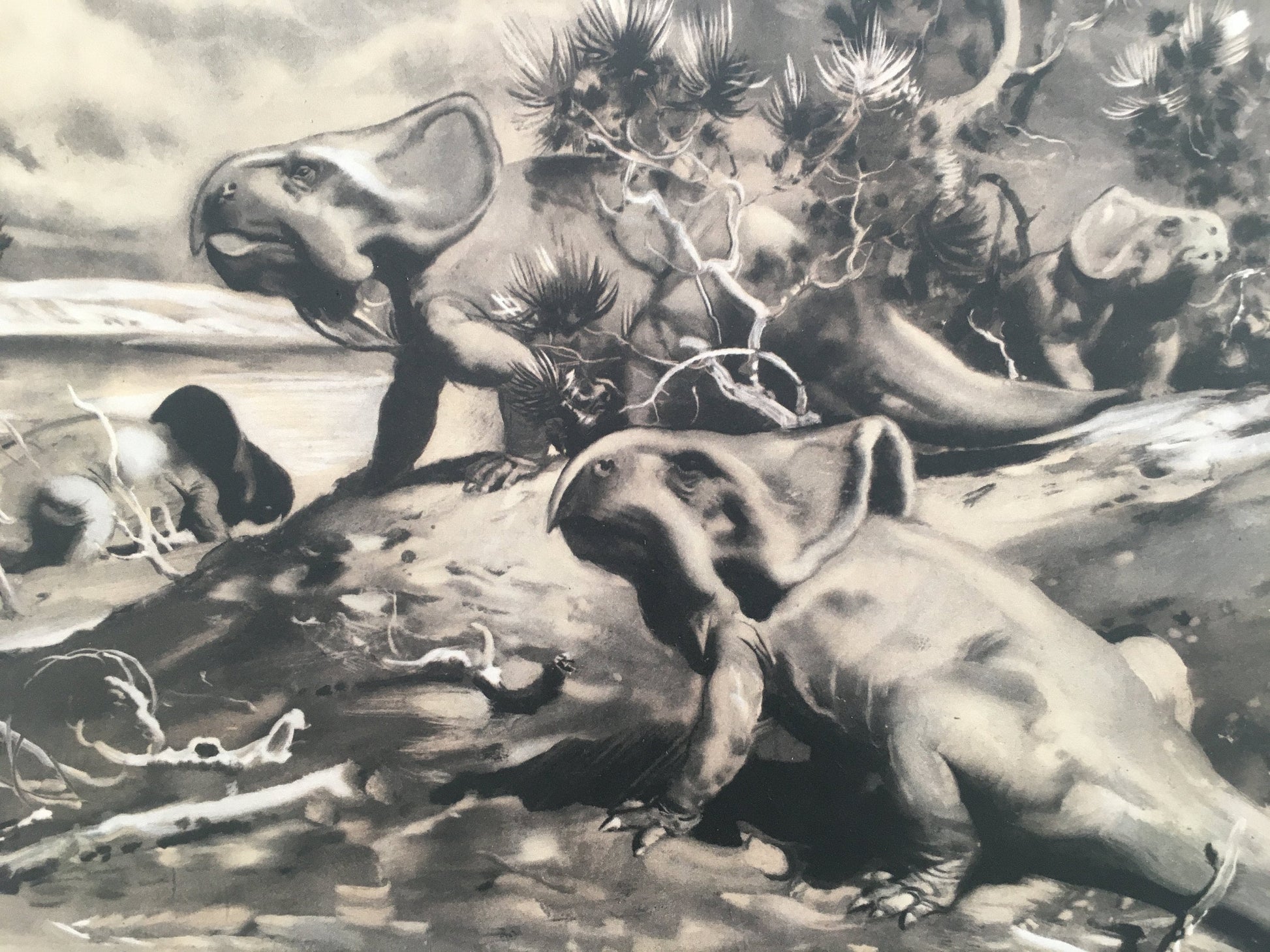 1960 PROTOCERATOPS DINOSAUR Print - Prehistoric Animals Print - Paleoart - Dinosaur Decoration - 63 Years Old - 13.5 x 9.75 Inches