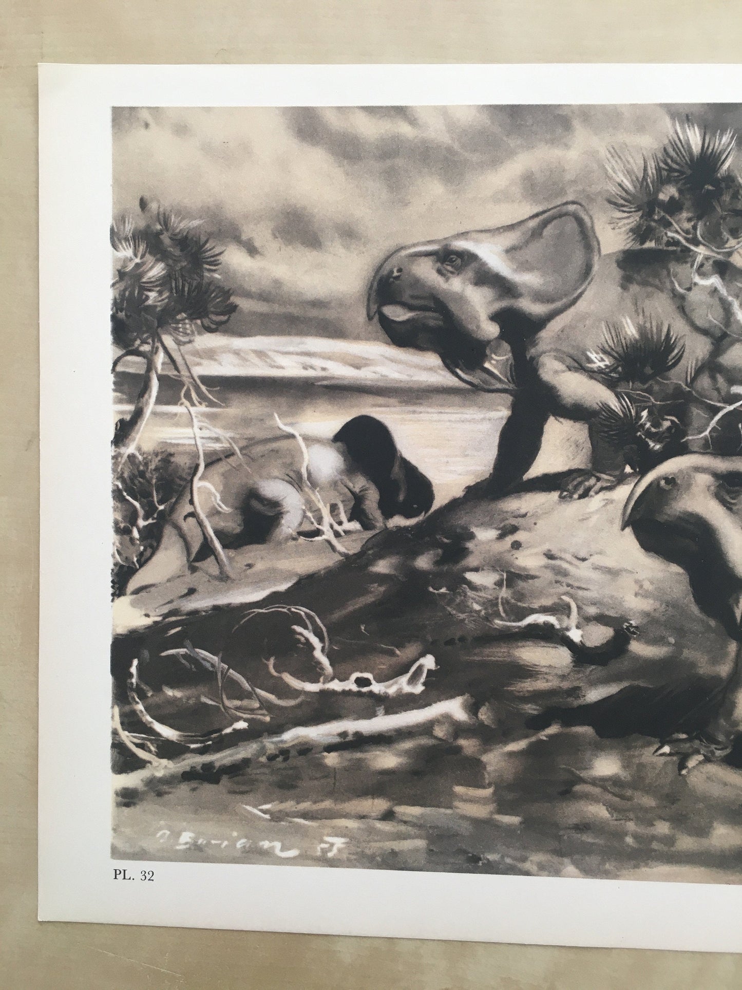 1960 PROTOCERATOPS DINOSAUR Print - Prehistoric Animals Print - Paleoart - Dinosaur Decoration - 63 Years Old - 13.5 x 9.75 Inches