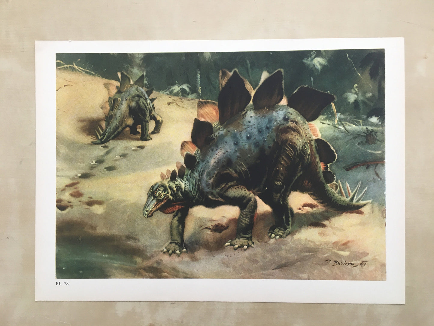 1960 STEGOSAURUS DINOSAUR Print - Prehistoric Animals Print - Paleoart - Dinosaur Decoration - 63 Years Old - 13.5 x 9.75 Inches