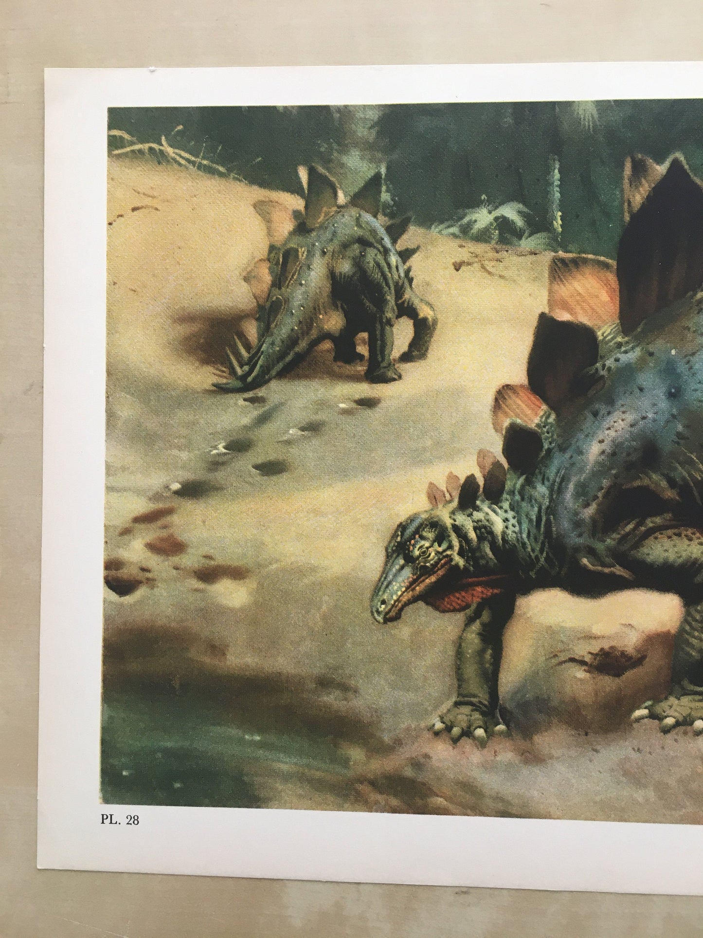 1960 STEGOSAURUS DINOSAUR Print - Prehistoric Animals Print - Paleoart - Dinosaur Decoration - 63 Years Old - 13.5 x 9.75 Inches