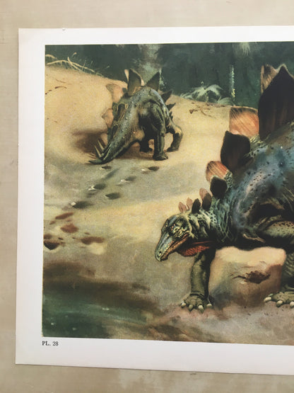 1960 STEGOSAURUS DINOSAUR Print - Prehistoric Animals Print - Paleoart - Dinosaur Decoration - 63 Years Old - 13.5 x 9.75 Inches