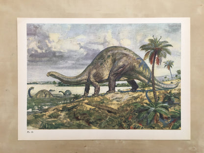 1960 BRONTOSAURUS DINOSAUR Print - Prehistoric Animals Print - Paleoart - Dinosaur Decoration - 63 Years Old - 13.5 x 9.75 Inches