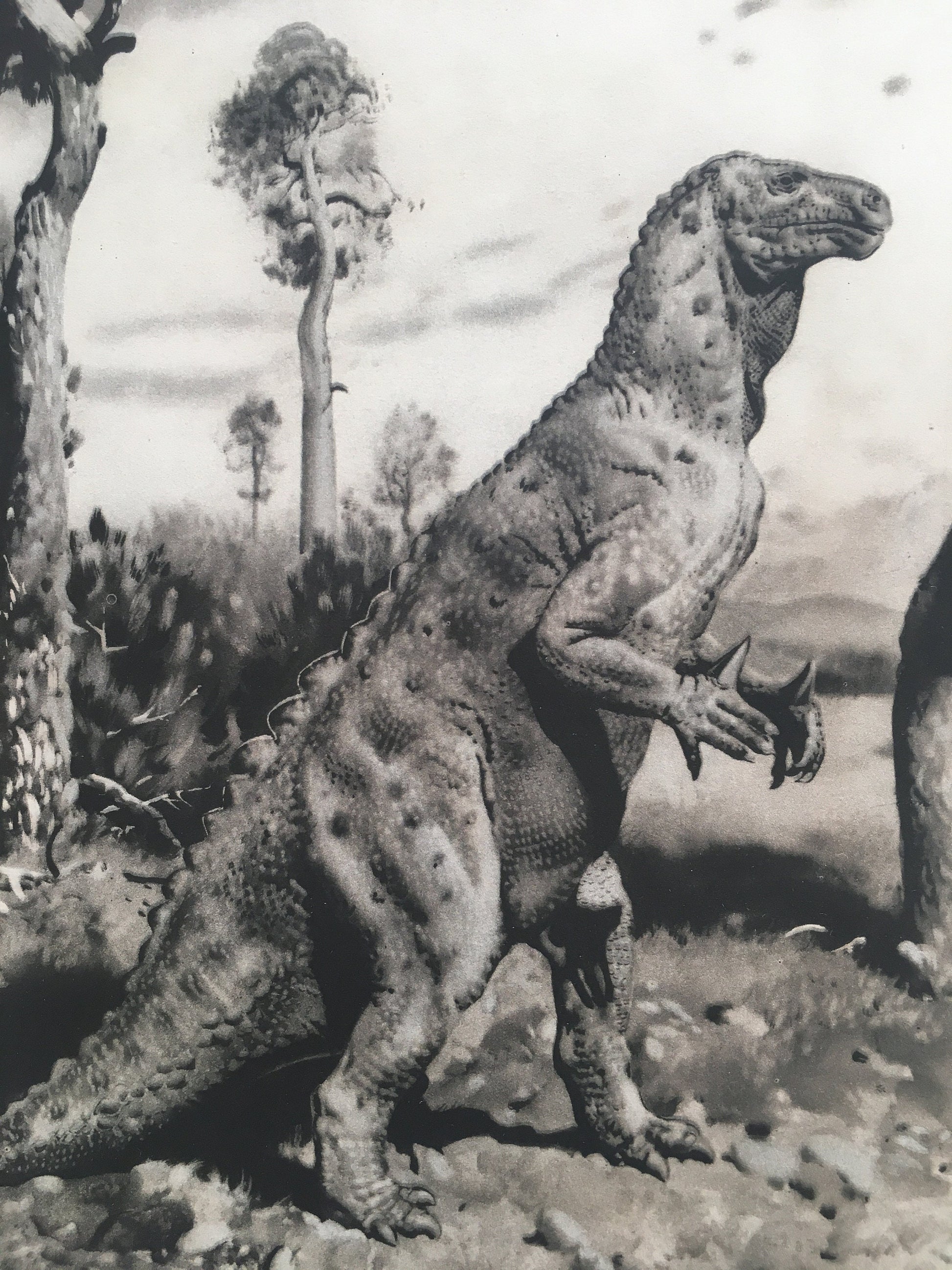 1960 IGUANODON DINOSAUR Print - Prehistoric Animals Print - Paleoart - Dinosaur Decoration - 63 Years Old - 13.5 x 9.75 Inches