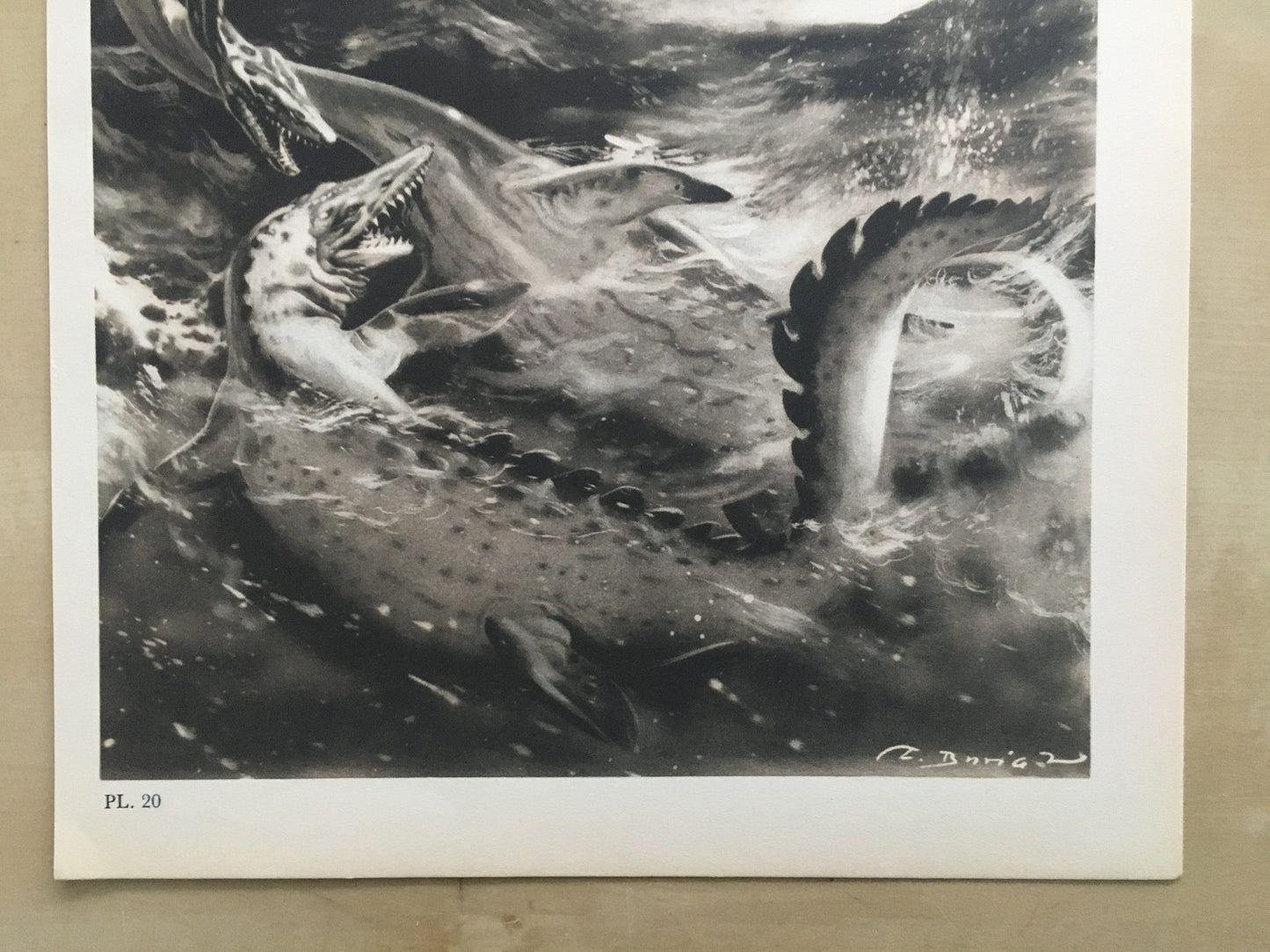 1960 ELASMOSAURUS & PTERODACTYL Print - Prehistoric Animals Print - Paleoart - Dinosaur Decoration - 63 Years Old - 13.5 x 9.75 Inches