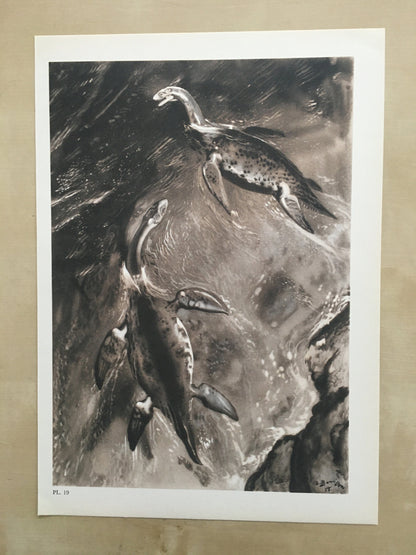 1960 CRYPTOCLIDUS (PLESIOSAUR) Print - Prehistoric Animals Print - Paleoart - Dinosaur Decoration - 63 Years Old - 13.5 x 9.75 Inches