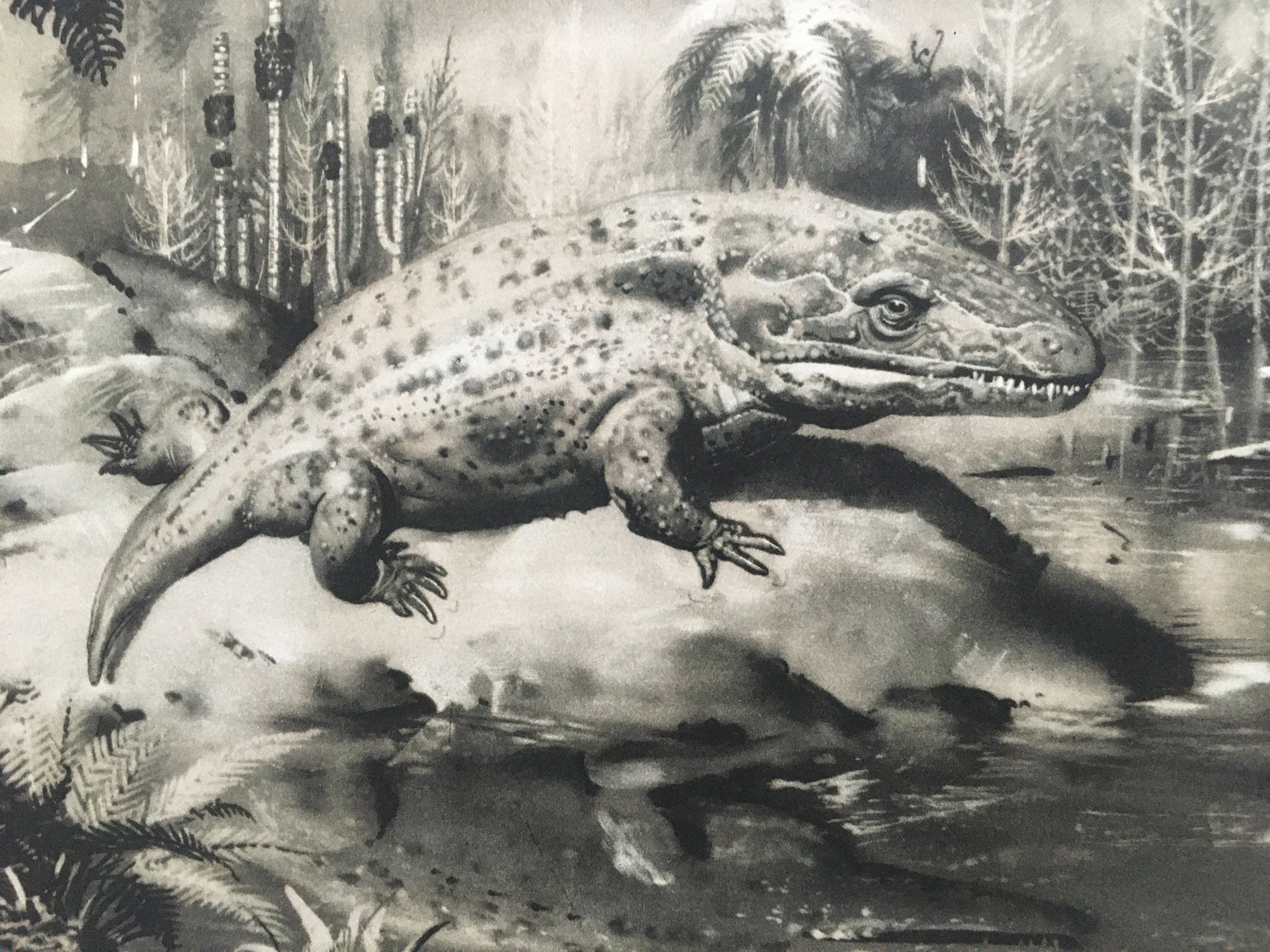 1960 MASTODONSAURUS Print - Prehistoric Animals Print - Paleoart - Paleontology Print - Dinosaur Print - 63 Years Old - 13.5 x 9.75 Inches