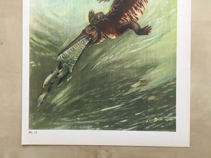 1960 MESOSAURUS Print - Prehistoric Animals Print - Paleoart - Dinosaur Decoration - Dinosaur Print - 63 Years Old - 13.5 x 9.75 Inches