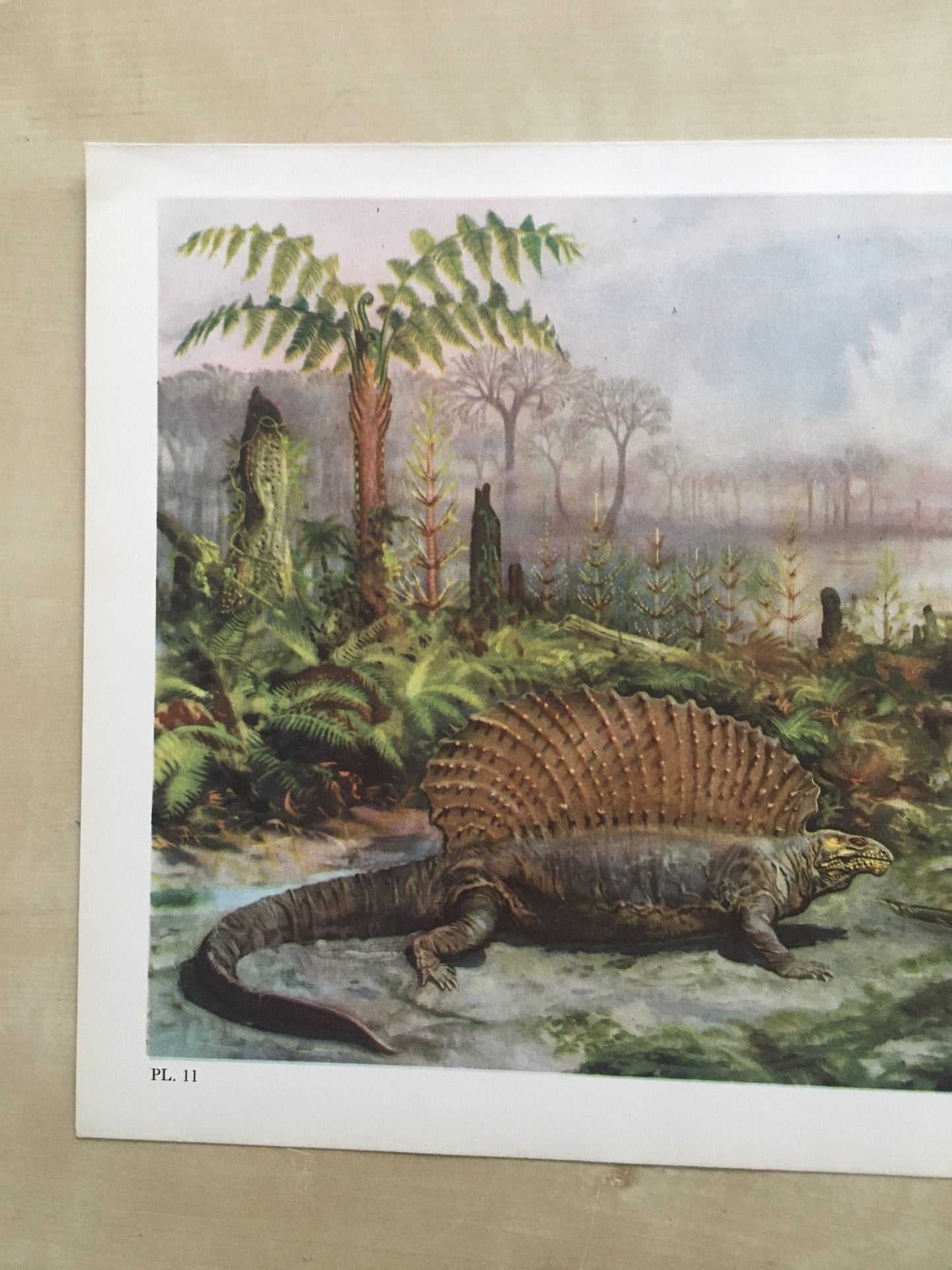 1960 EDAPHOSAURUS Print - Prehistoric Animals Print - Paleoart - Paleontology Print - Dinosaur Print - 63 Years Old - 13.5 x 9.75 Inches