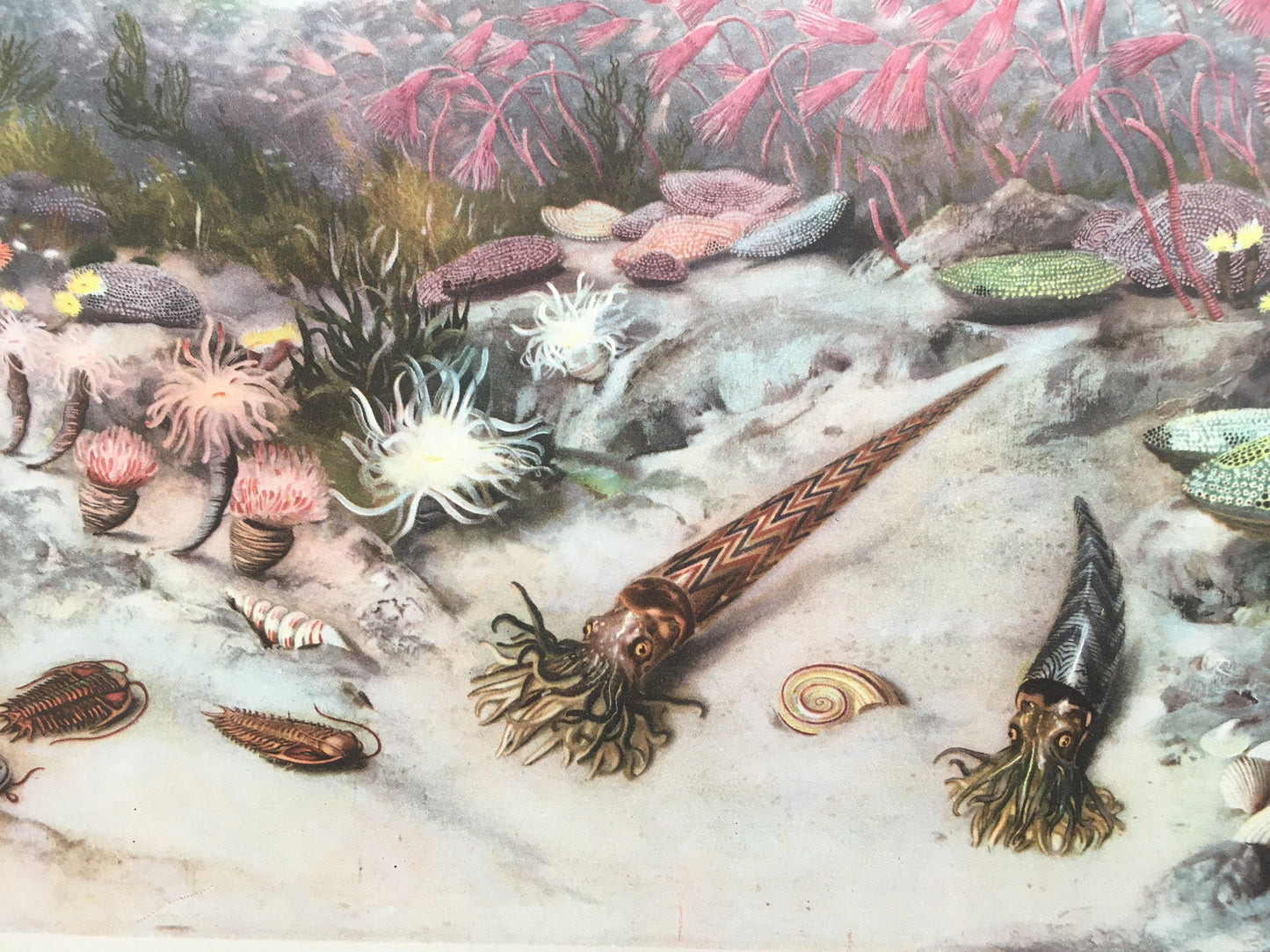 1960 SILURIAN SEA Print - Prehistoric Animals Print - Paleoart - Paleontology Print - Dinosaur Print - 63 Years Old - 13.5 x 9.75 Inches