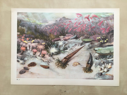 1960 SILURIAN SEA Print - Prehistoric Animals Print - Paleoart - Paleontology Print - Dinosaur Print - 63 Years Old - 13.5 x 9.75 Inches