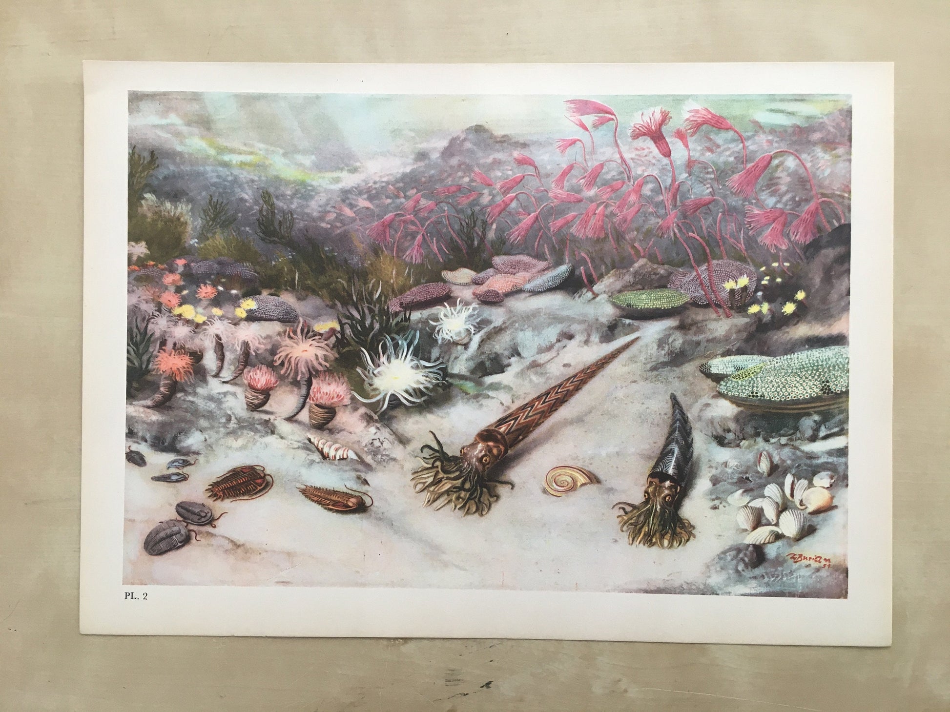 1960 SILURIAN SEA Print - Prehistoric Animals Print - Paleoart - Paleontology Print - Dinosaur Print - 63 Years Old - 13.5 x 9.75 Inches