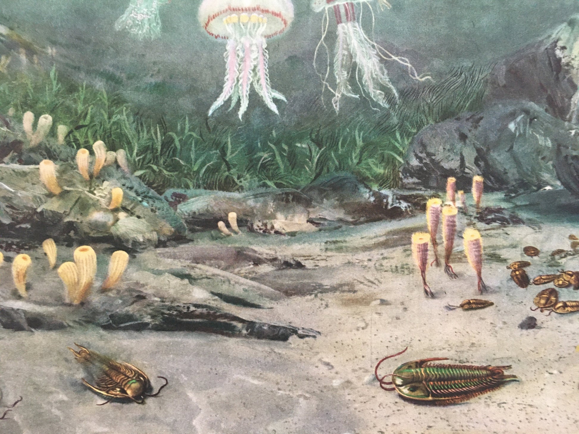 1960 TRILOBITES & JELLYFISH Print - Prehistoric Animals Print - Paleoart - Paleontology Print - Dinosaur Print - 13.5 x 9.75 Inches