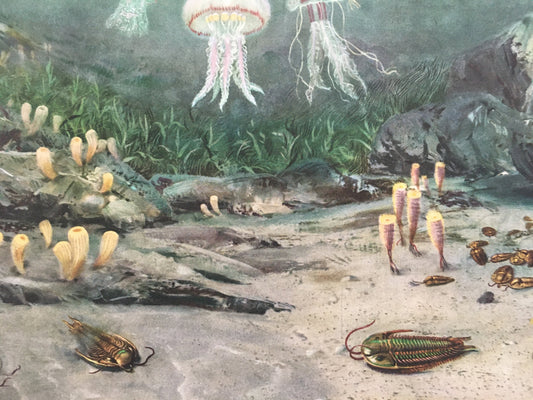 1960 TRILOBITES & JELLYFISH Print - Prehistoric Animals Print - Paleoart - Paleontology Print - Dinosaur Print - 13.5 x 9.75 Inches