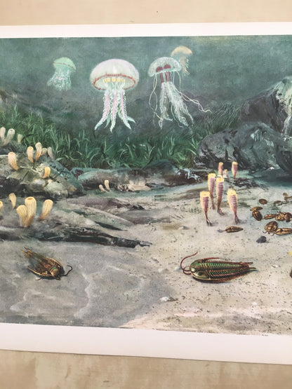 1960 TRILOBITES & JELLYFISH Print - Prehistoric Animals Print - Paleoart - Paleontology Print - Dinosaur Print - 13.5 x 9.75 Inches