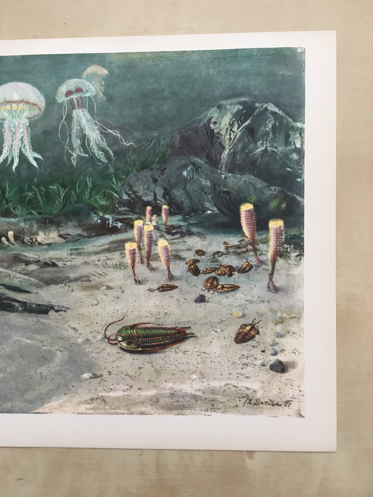 1960 TRILOBITES & JELLYFISH Print - Prehistoric Animals Print - Paleoart - Paleontology Print - Dinosaur Print - 13.5 x 9.75 Inches
