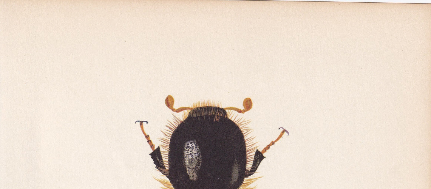 1964 BEETLE Print - Vintage Beetle Art - Insect Print - Entomology Gift - Bug Print - 59 Years Old - 7.9 x 10.25 Inches