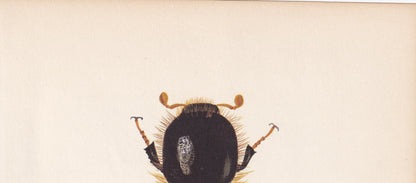 1964 BEETLE Print - Vintage Beetle Art - Insect Print - Entomology Gift - Bug Print - 59 Years Old - 7.9 x 10.25 Inches