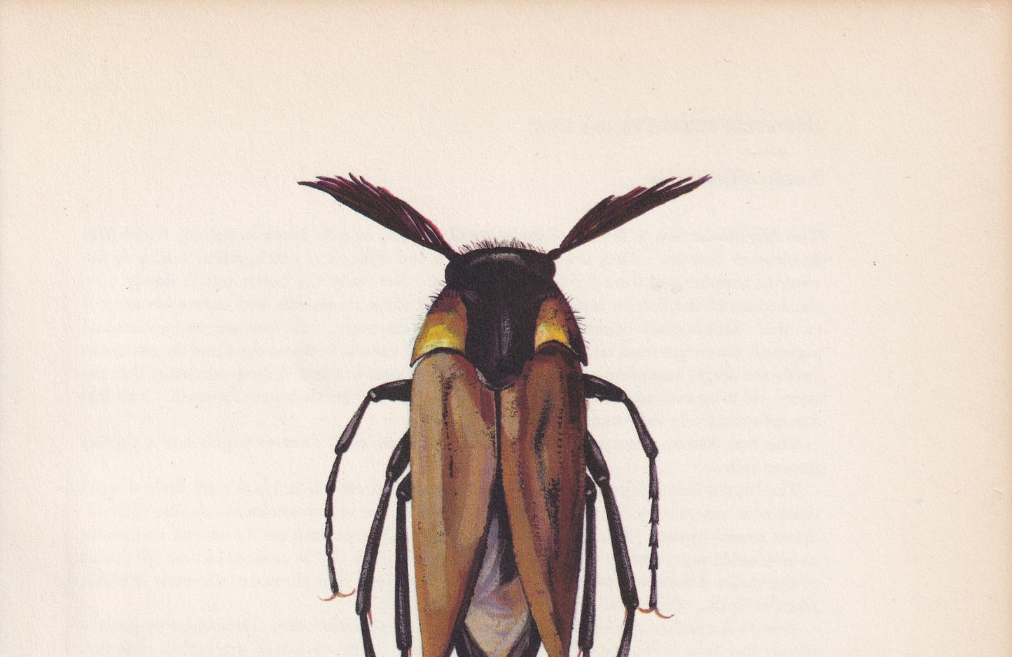 1964 WASP NEST BEETLE Print - Vintage Beetle Art - Insect Print - Entomology Gift - Bug Print - 59 Years Old - 7.9 x 10.25 Inches