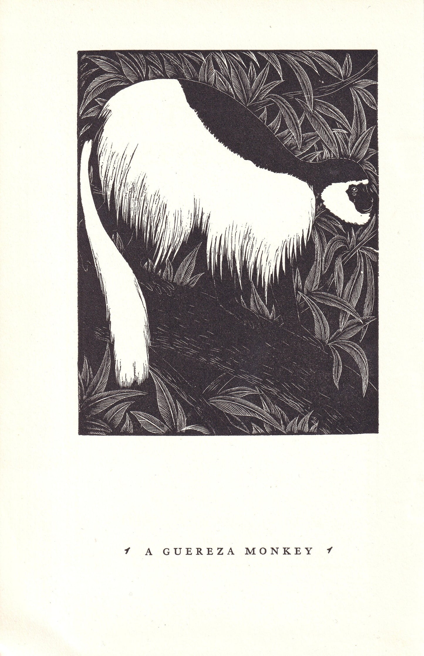 1931 GUEREZA MONKEY Print Wood Engraving - Wall Art - Zoology Print - Antique Animal Wood Engraving - 92 Years Old - 7.8 x 5.25 Inches