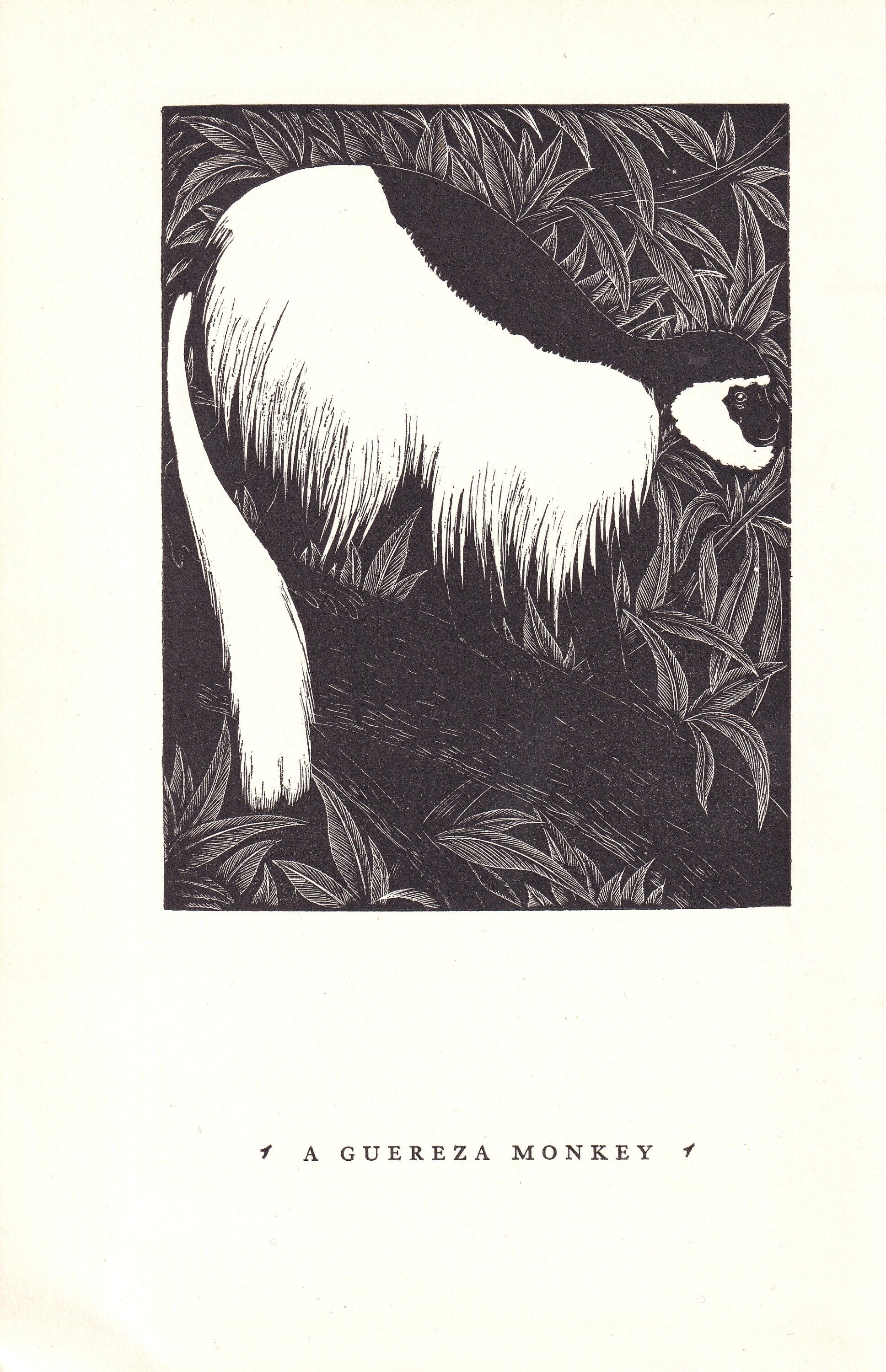 1931 GUEREZA MONKEY Print Wood Engraving - Wall Art - Zoology Print - Antique Animal Wood Engraving - 92 Years Old - 7.8 x 5.25 Inches