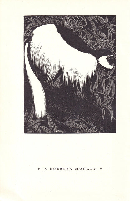 1931 GUEREZA MONKEY Print Wood Engraving - Wall Art - Zoology Print - Antique Animal Wood Engraving - 92 Years Old - 7.8 x 5.25 Inches