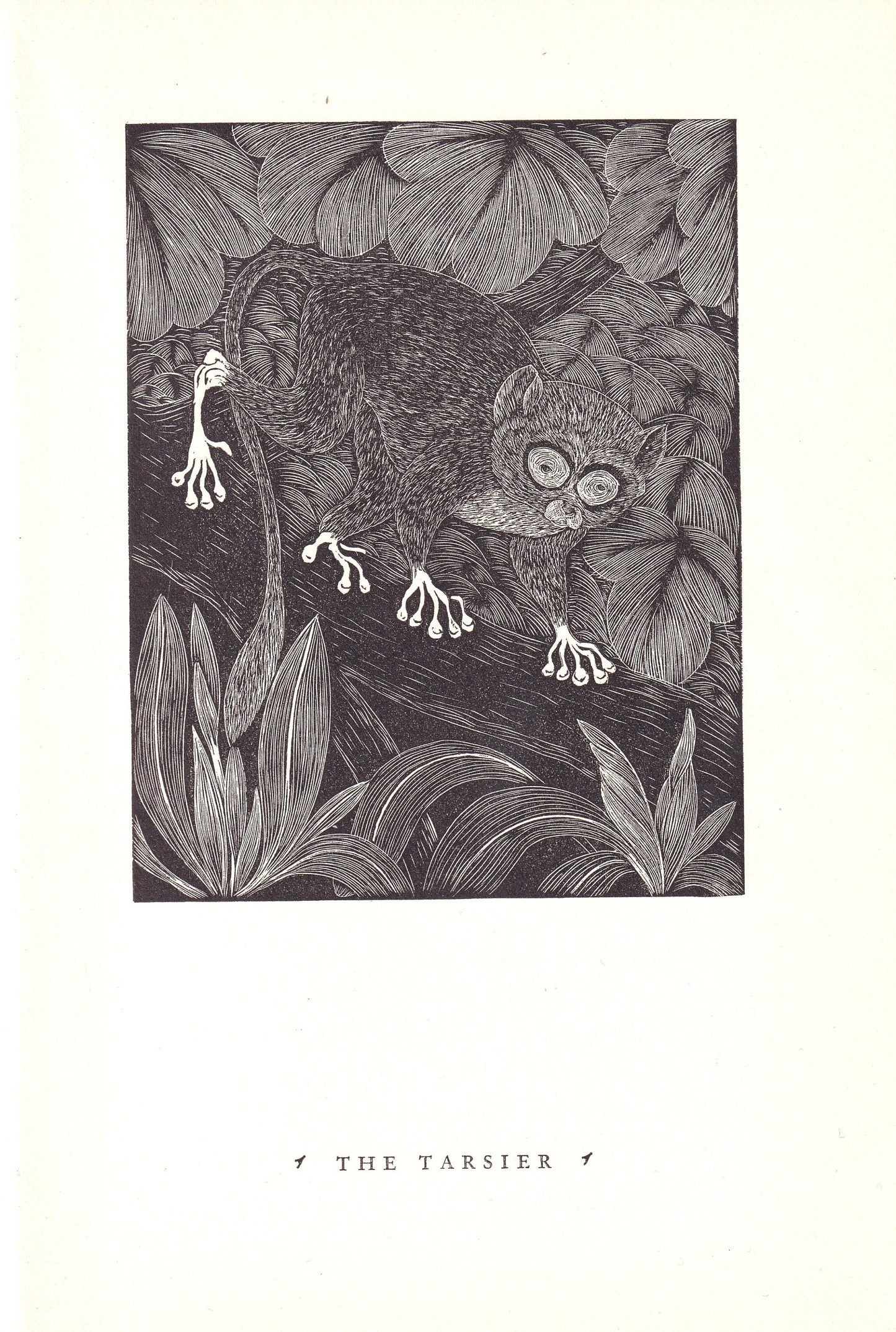 1931 TARSIER Print Wood Engraving - Primate Wall Art - Zoology Print - Antique Animal Wood Engraving - 92 Years Old - 7.8 x 5.25 Inches