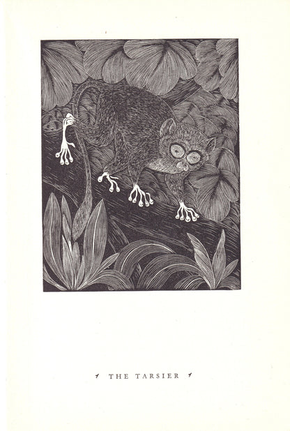 1931 TARSIER Print Wood Engraving - Primate Wall Art - Zoology Print - Antique Animal Wood Engraving - 92 Years Old - 7.8 x 5.25 Inches