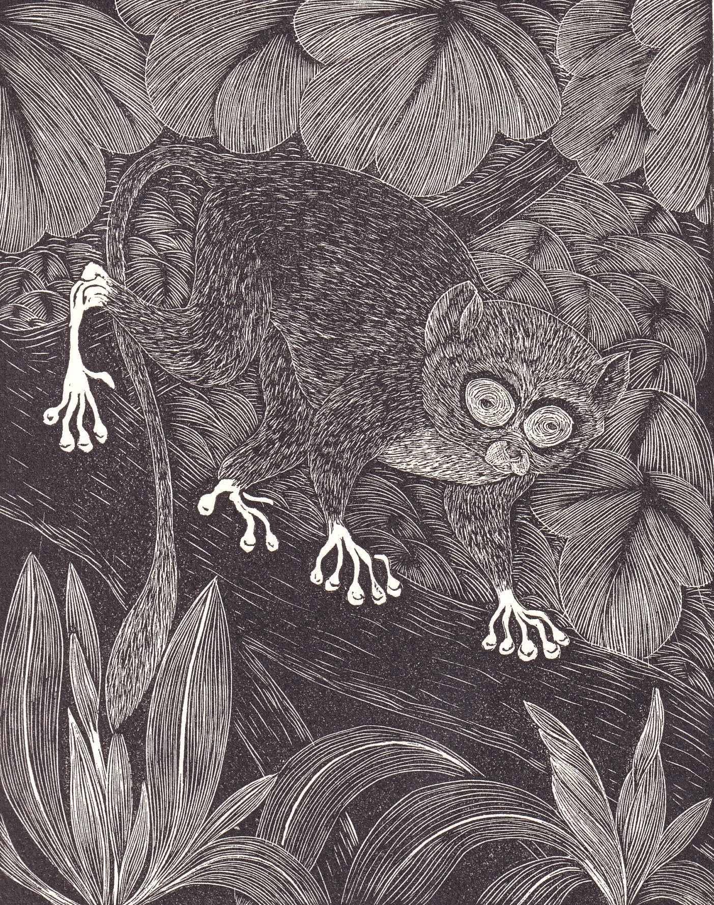 1931 TARSIER Print Wood Engraving - Primate Wall Art - Zoology Print - Antique Animal Wood Engraving - 92 Years Old - 7.8 x 5.25 Inches