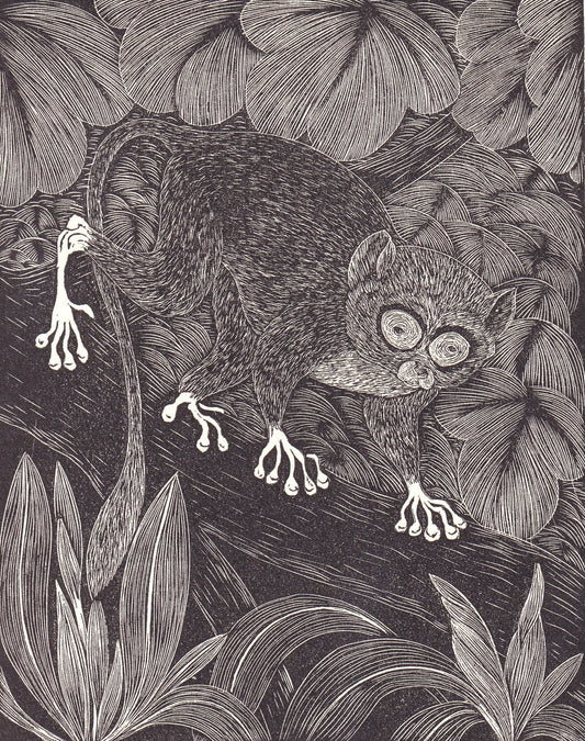 1931 TARSIER Print Wood Engraving - Primate Wall Art - Zoology Print - Antique Animal Wood Engraving - 92 Years Old - 7.8 x 5.25 Inches