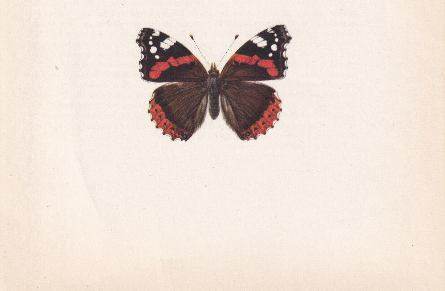 1963 RED ADMIRAL BUTTERFLY & Painted Lady - Vintage Butterfly Art - Insect Print - Butterfly Wall Art - 60 Years Old - 7.9 x 10.25 Inches