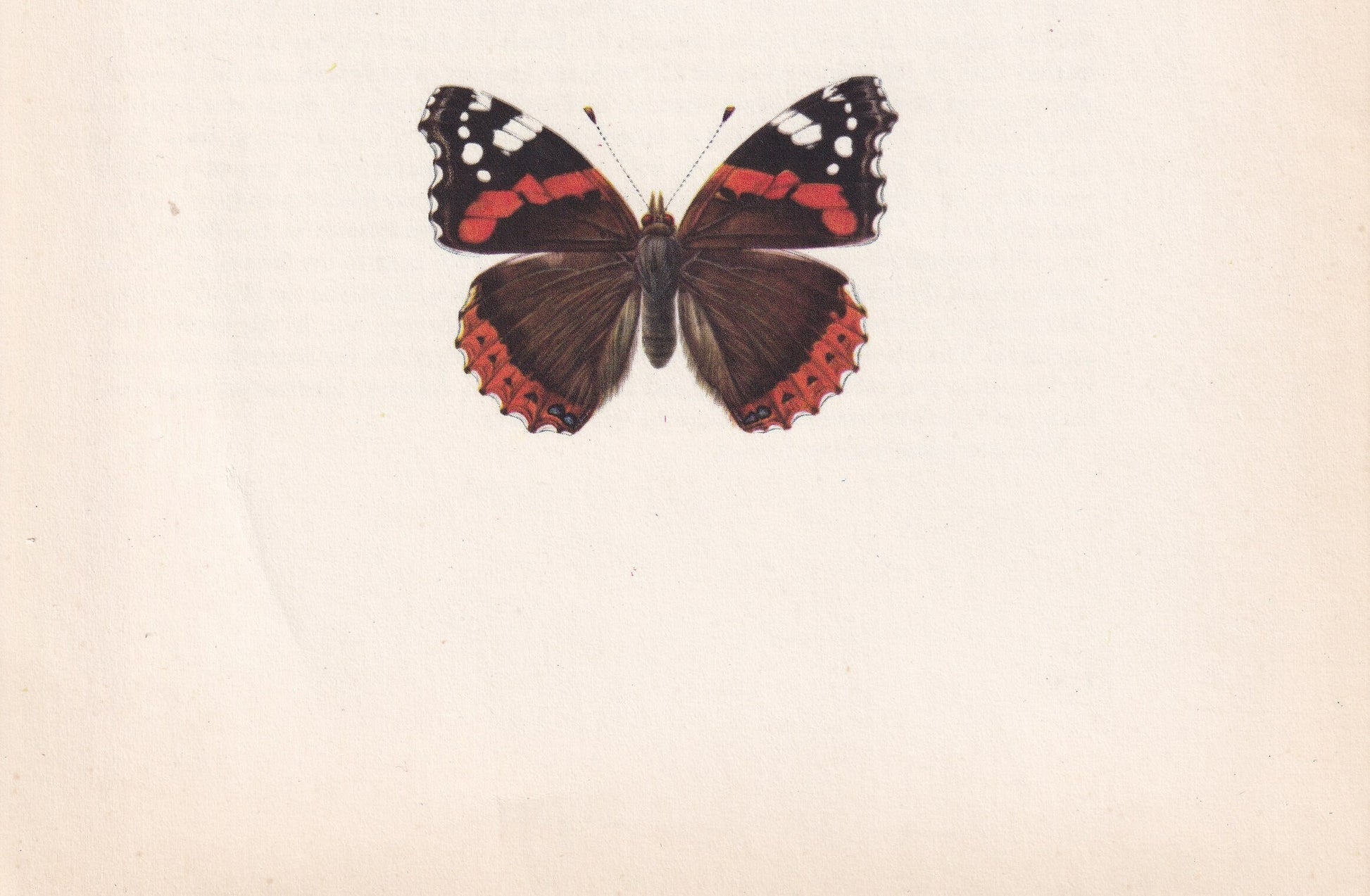 1963 RED ADMIRAL BUTTERFLY & Painted Lady - Vintage Butterfly Art - Insect Print - Butterfly Wall Art - 60 Years Old - 7.9 x 10.25 Inches