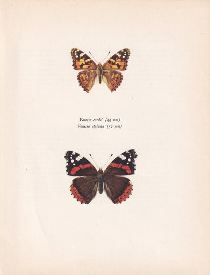 1963 RED ADMIRAL BUTTERFLY & Painted Lady - Vintage Butterfly Art - Insect Print - Butterfly Wall Art - 60 Years Old - 7.9 x 10.25 Inches