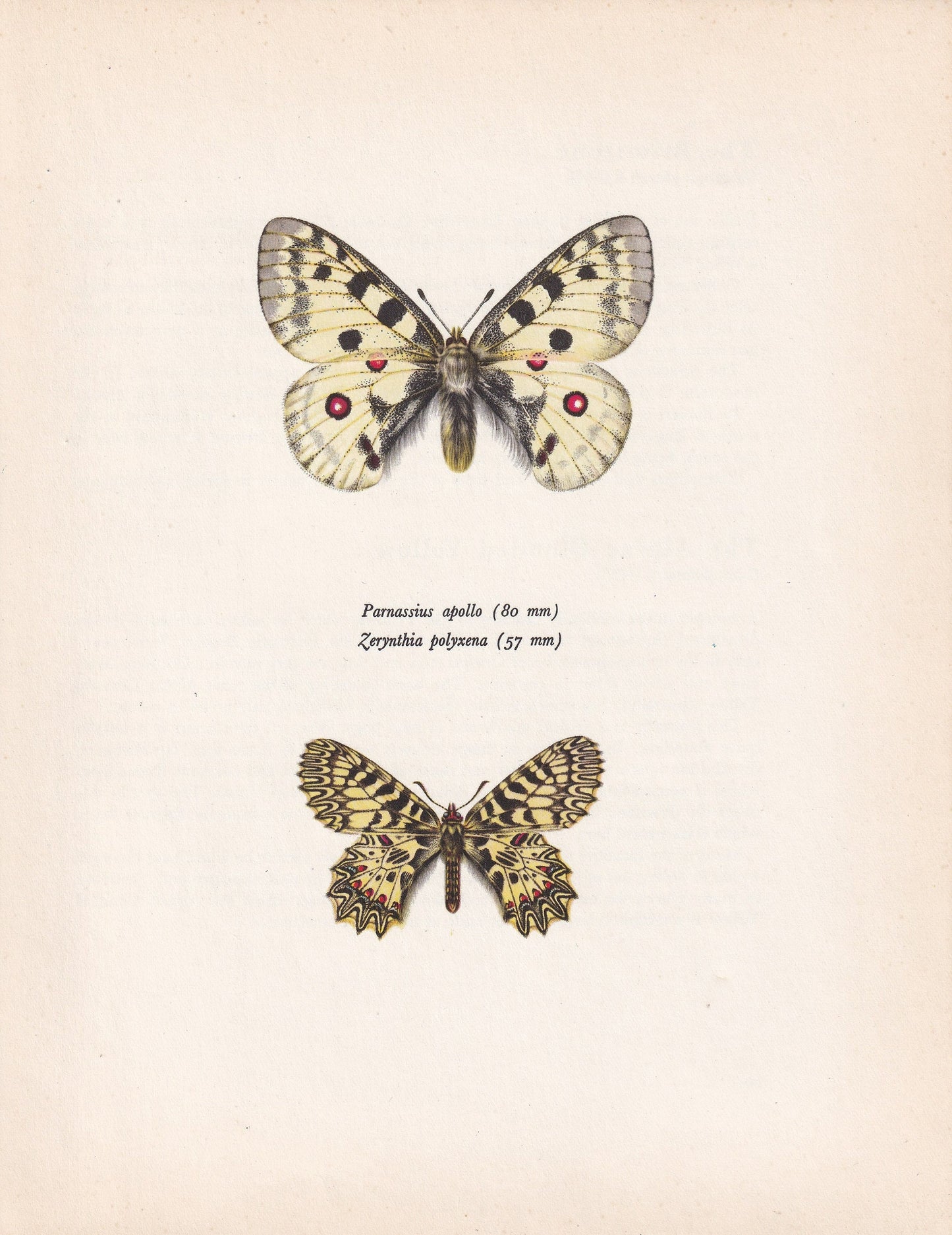 1963 APOLLO BUTTERFLY & Southern Festoon Print - Vintage Butterfly Art - Insect Print - Butterfly Decor - 60 Years Old - 7.9 x 10.25 Inches