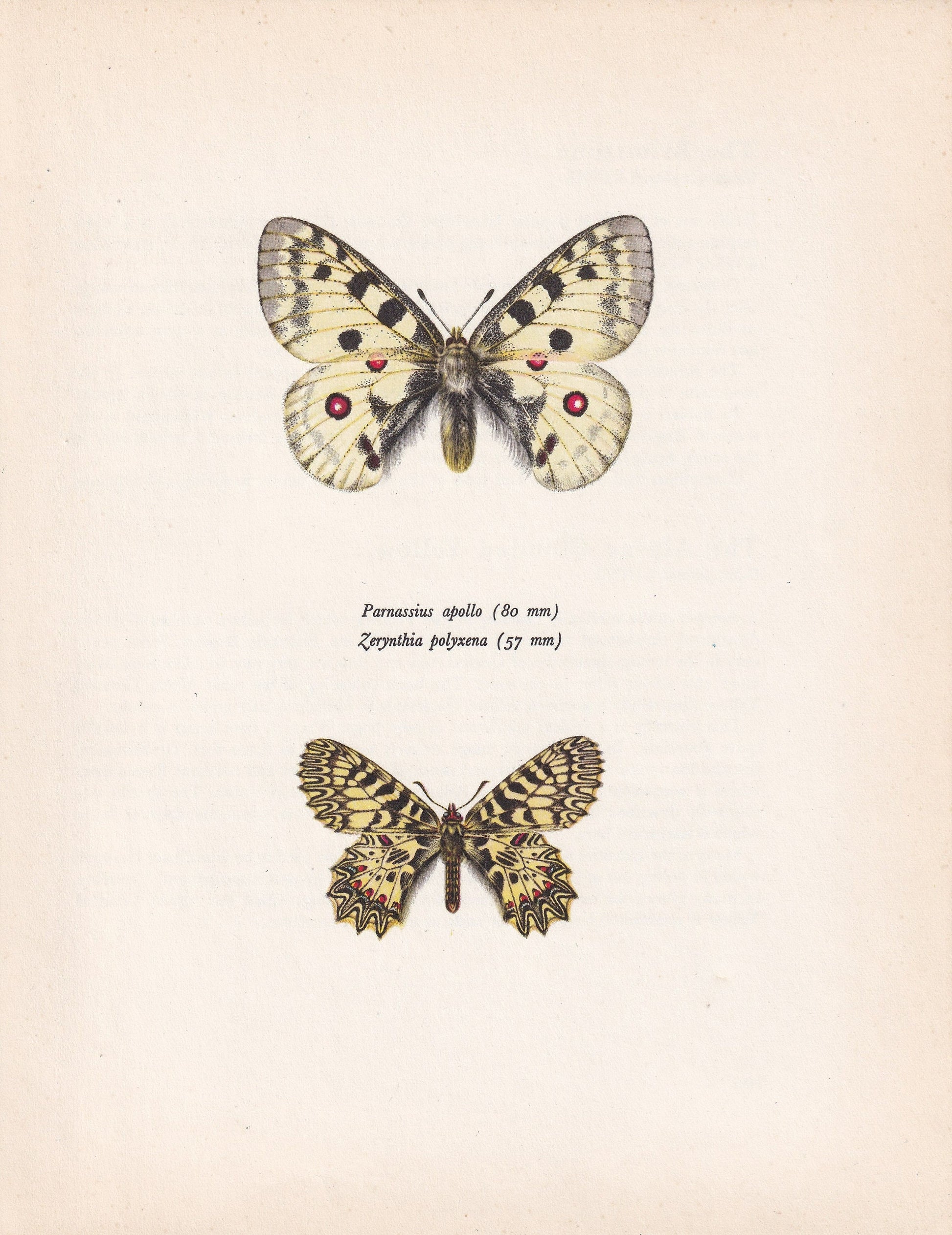 1963 APOLLO BUTTERFLY & Southern Festoon Print - Vintage Butterfly Art - Insect Print - Butterfly Decor - 60 Years Old - 7.9 x 10.25 Inches