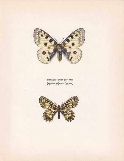 1963 APOLLO BUTTERFLY & Southern Festoon Print - Vintage Butterfly Art - Insect Print - Butterfly Decor - 60 Years Old - 7.9 x 10.25 Inches