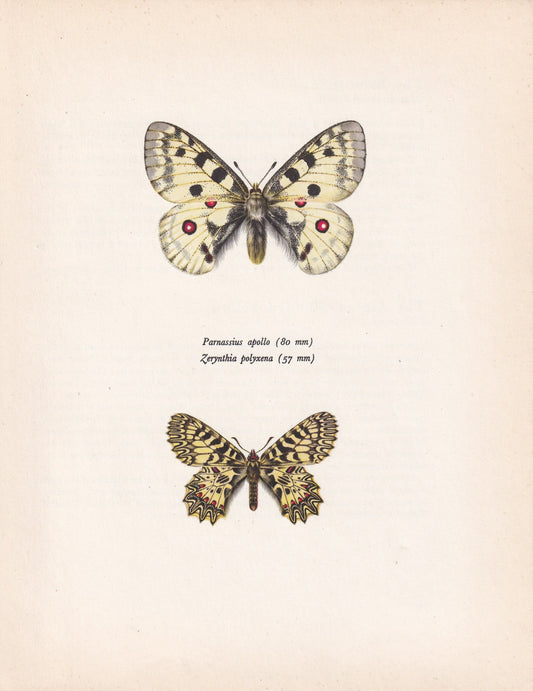 1963 APOLLO BUTTERFLY & Southern Festoon Print - Vintage Butterfly Art - Insect Print - Butterfly Decor - 60 Years Old - 7.9 x 10.25 Inches