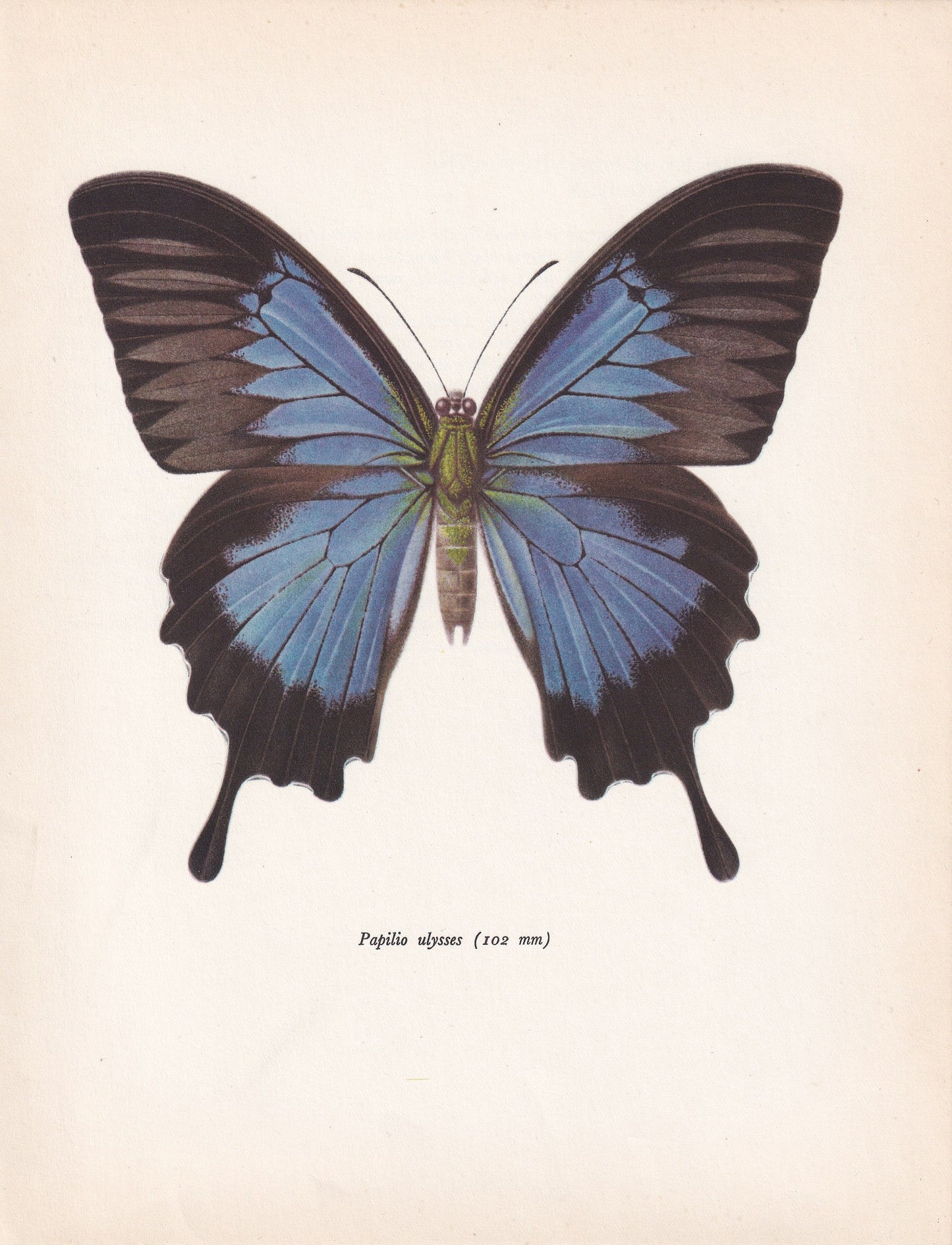 1963 ULYSSES BUTTERFLY Print - Vintage Butterfly Art - Insect Print - Butterfly Wall Art - 60 Years Old - 7.9 x 10.25 Inches