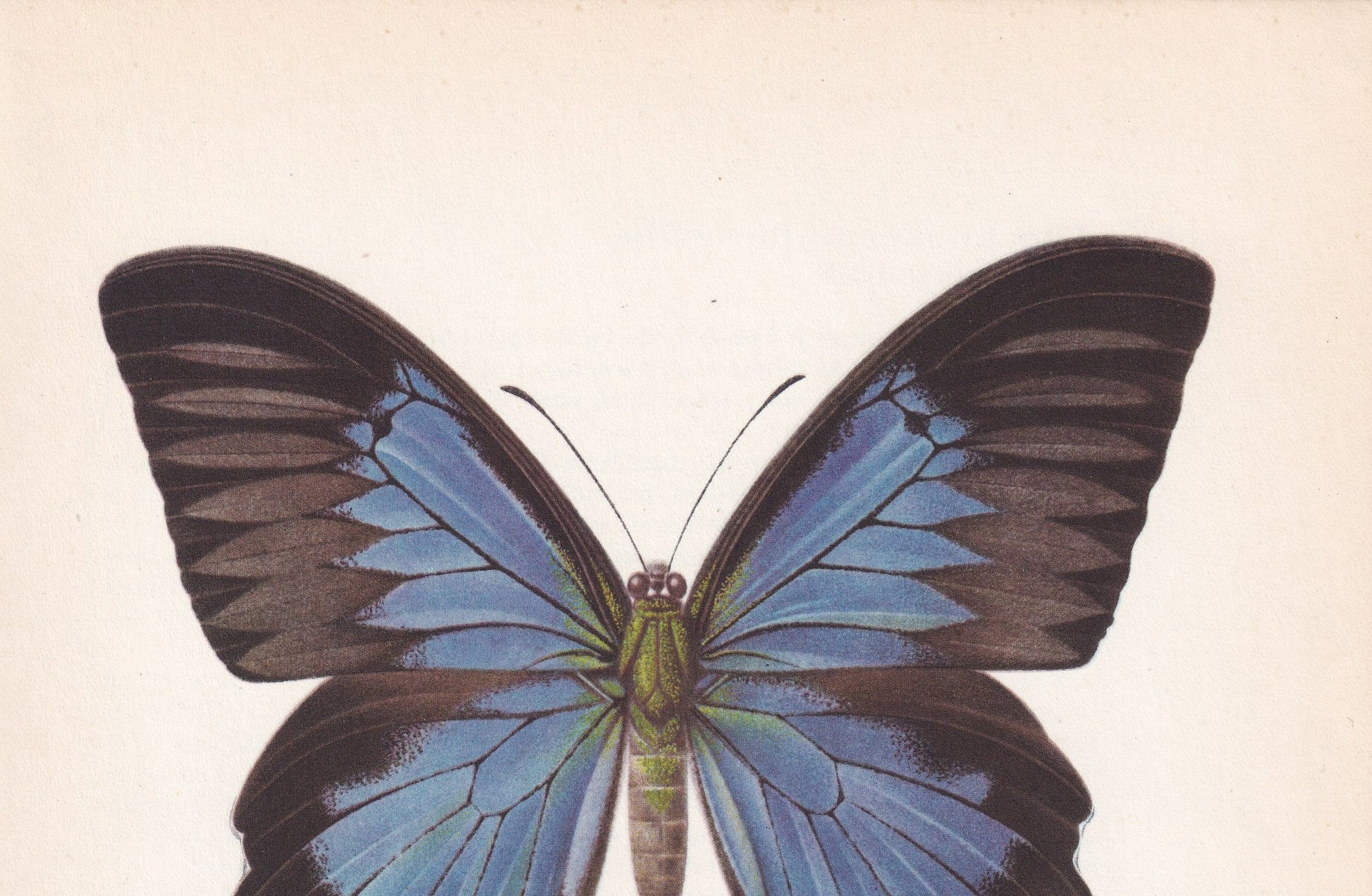 1963 ULYSSES BUTTERFLY Print - Vintage Butterfly Art - Insect Print - Butterfly Wall Art - 60 Years Old - 7.9 x 10.25 Inches