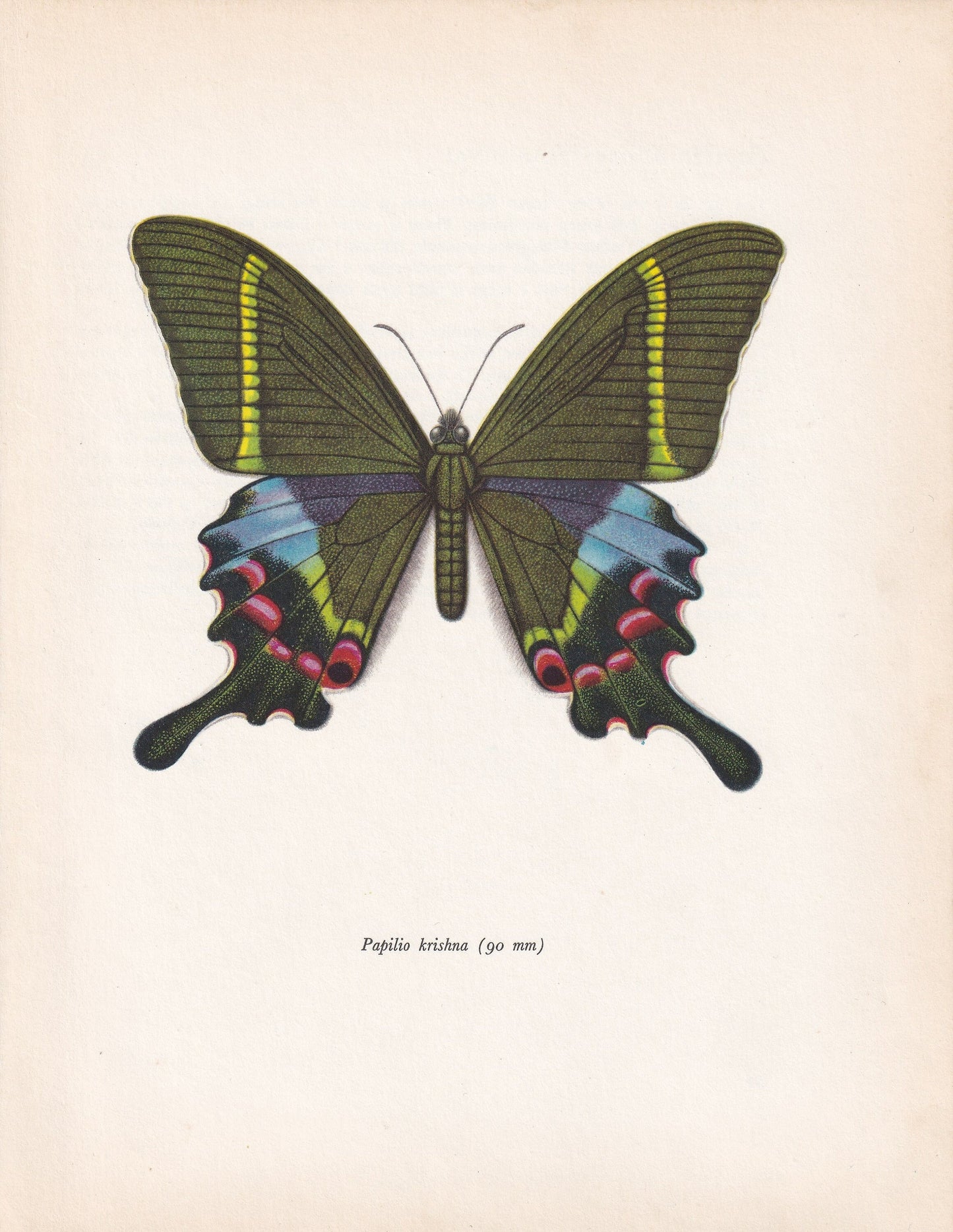 1963 KRISHNA PEACOCK BUTTERFLY Print - Vintage Butterfly Art - Insect Print - Butterfly Wall Art - 60 Years Old - 7.9 x 10.25 Inches