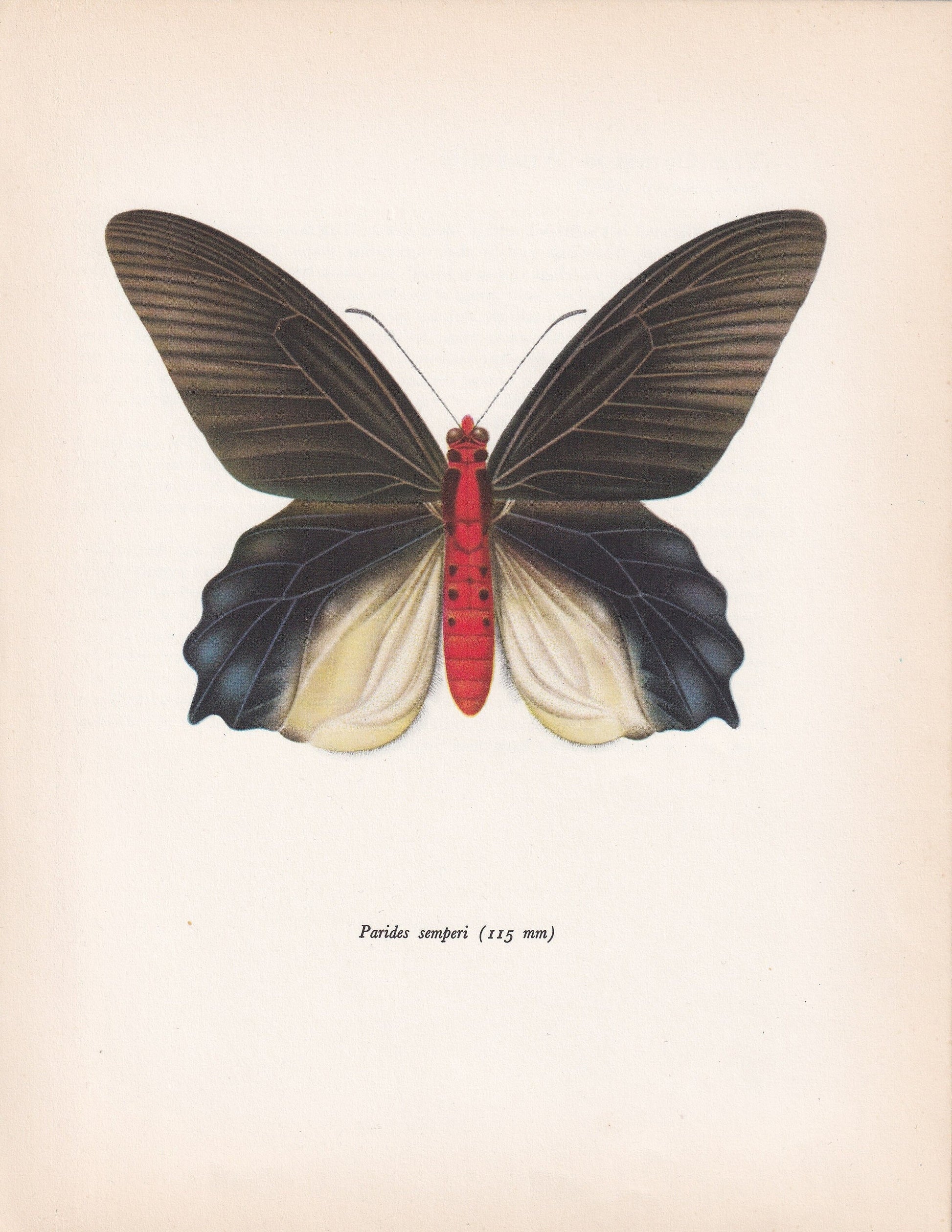 1963 SWALLOWTAIL BUTTERFLY Print - Vintage Butterfly Art - Insect Print - Butterfly Wall Art - 60 Years Old - 7.9 x 10.25 Inches