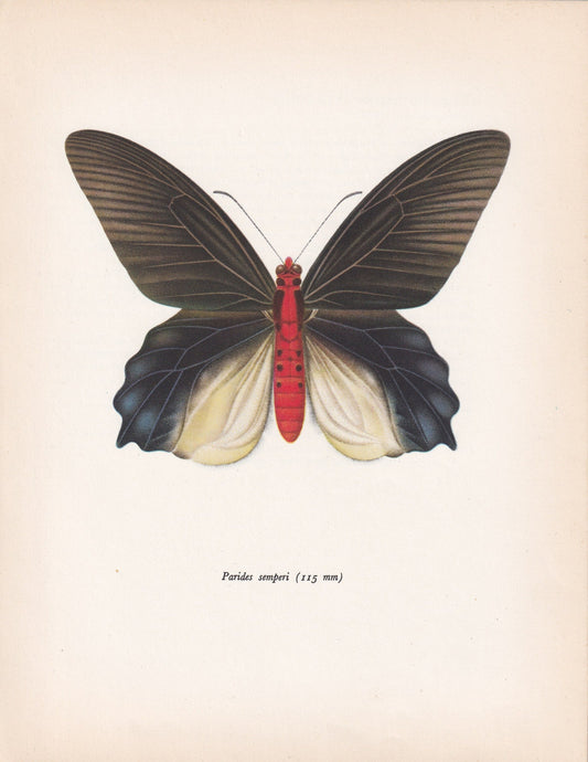 1963 SWALLOWTAIL BUTTERFLY Print - Vintage Butterfly Art - Insect Print - Butterfly Wall Art - 60 Years Old - 7.9 x 10.25 Inches