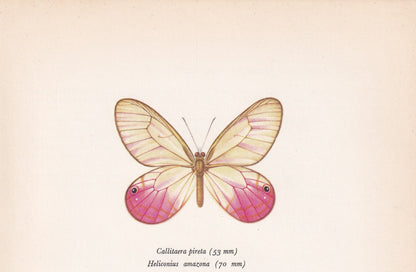 1963 LONGWING BUTTERFLY Print - Vintage Butterfly Art - Insect Print - Butterfly Wall Art - 60 Years Old - 7.9 x 10.25 Inches